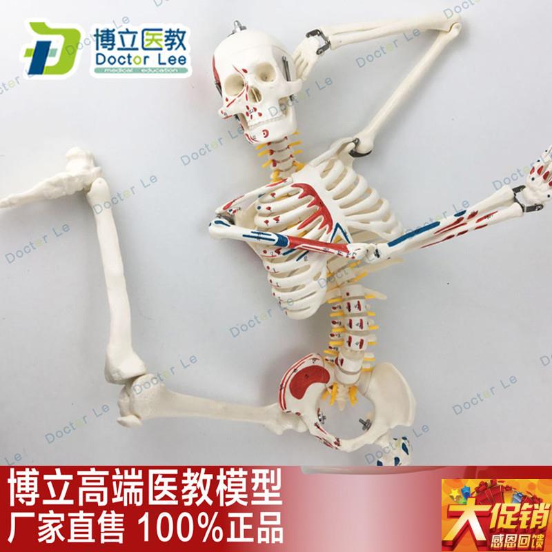 85CM人体骨骼模型神经肌肉起止标数字小针刀骨骼解剖Y模型脊柱模
