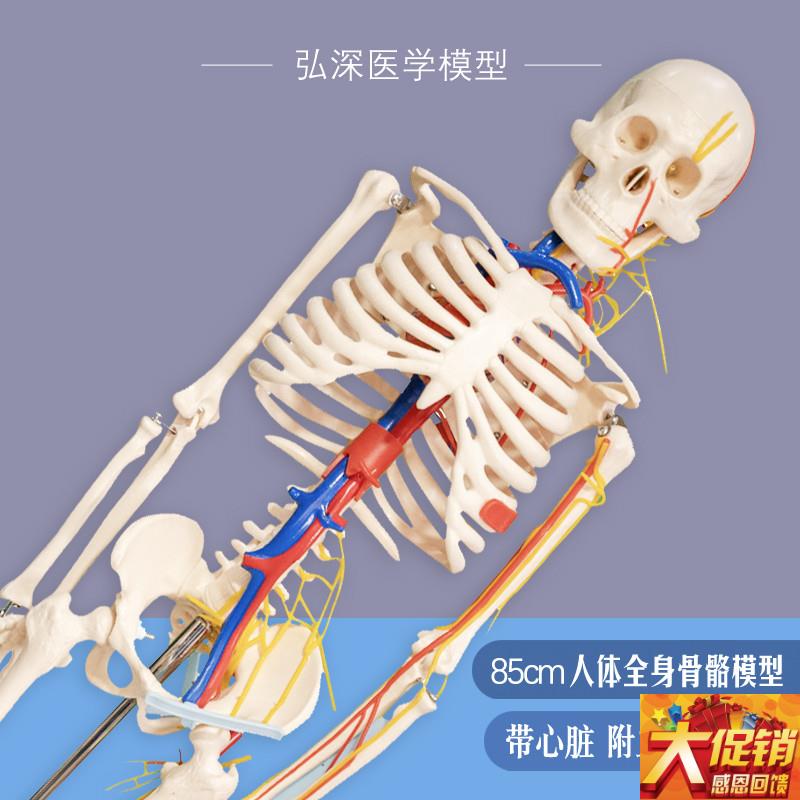 人体骨骼模型85cm全身s骨架骷髅带心脏神经血管骨科医学生教学模