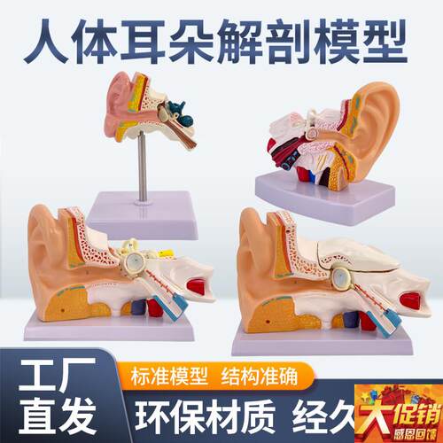 放大耳朵解剖结构模型内耳t结构人体听觉系统耳鼻喉科展示教学医