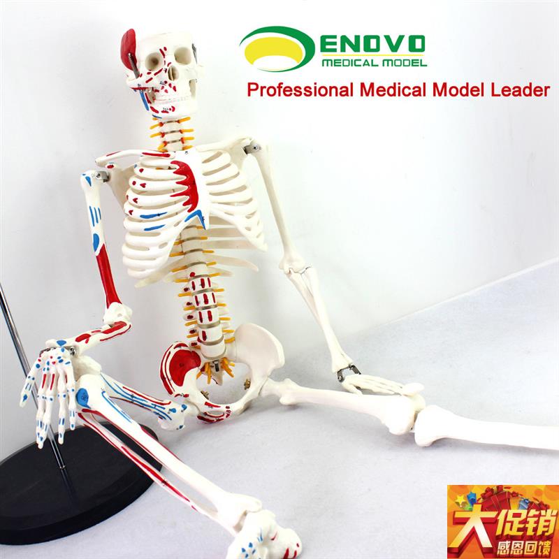 ENOVO颐诺g医学85CM人体骨骼模型神经肌肉起止点骨架瑜伽教学脊柱