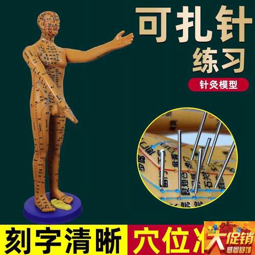 董氏奇穴穴位人体模型十二经络模特图全身中医针灸教X学培训小铜