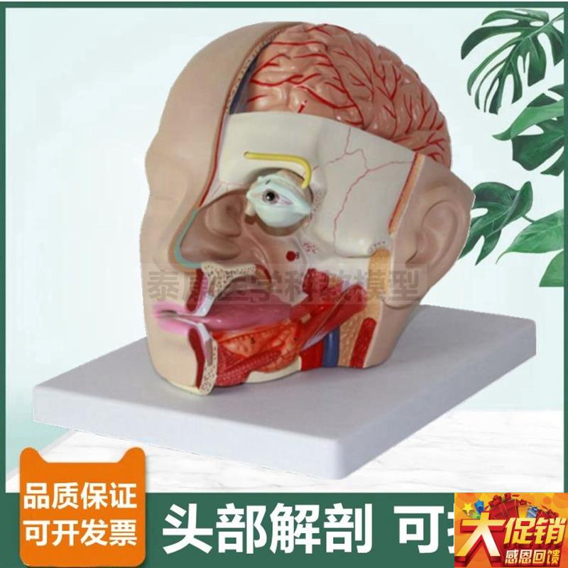 面部解剖模型医美整形教学局部鼻腔咽G喉口腔脑外科医生用头部结
