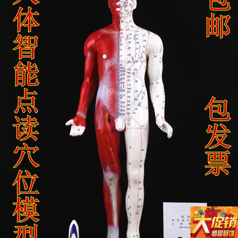 智能点读针灸模型语音点读针灸A穴位模型人体针灸盲人针灸模型现