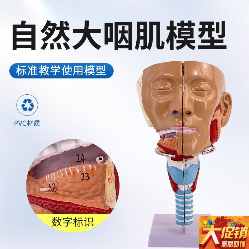 医学鼻咽喉气管咽肌解剖模型 环咽肌会吞咽障碍T康复教学演示模型