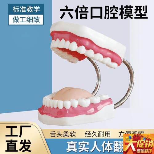 六倍口腔模型  牙保健大号口腔医学护理刷牙O指导教学仪器牙列模