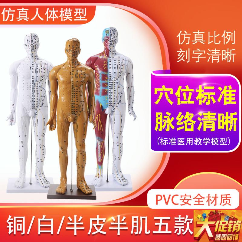 85CM人体针灸模型人体穴位模型经络按摩 男针灸中医教Z学小人刻字