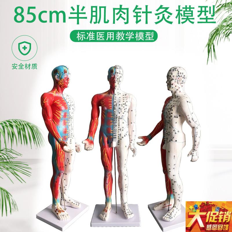 超清晰8b5CM人体针灸模型 半肌肉组织经络穴位模型 教学模型