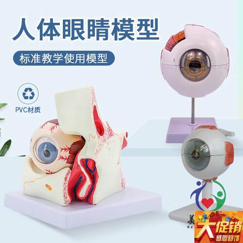 人体眼球模型放大眼睛眼球结w构构造解剖模型教学仪器眼珠玩具医
