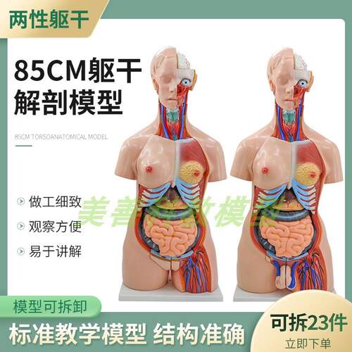 教学85CM人体j躯干模型 两性躯干解剖附内脏模型 女性躯干器官构