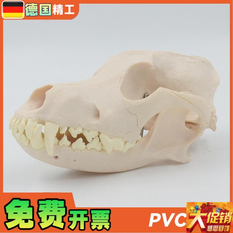 德国】1比1成年狗犬头颅骨骷髅头骨骨H骼宠物医院畜牧业医用教学