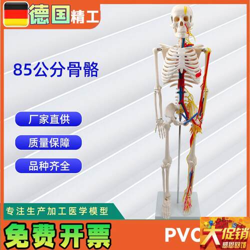 85CM附神经血m管骨骼模型 人体骨骼演示模型医学教材模型