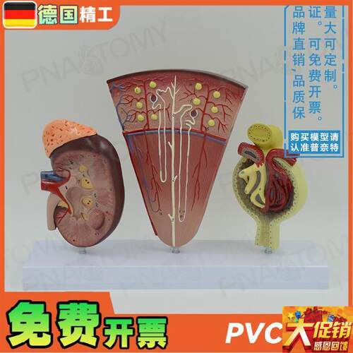 德国】人体立体肾脏解剖模型肾与肾单位肾M小球泌尿系统 泌尿科男