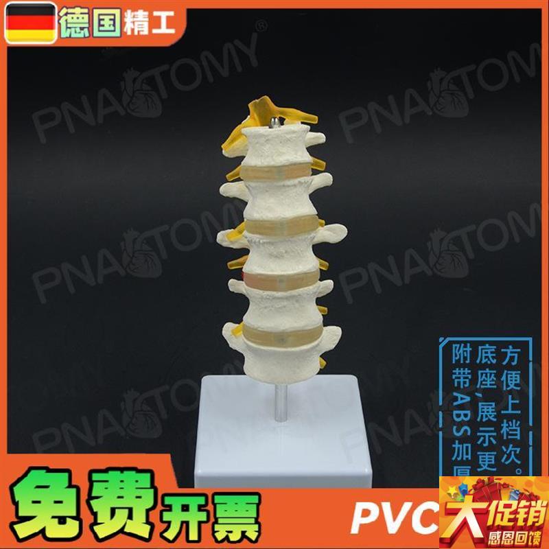 德国】1比1医学人体五节腰椎脊柱骨骼模型椎间P盘脊神经骨科疼痛