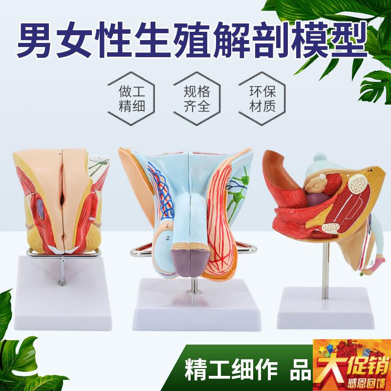 正品 女性生殖解剖 泌尿系统模型 内外生殖 睾S丸解剖 计生模型
