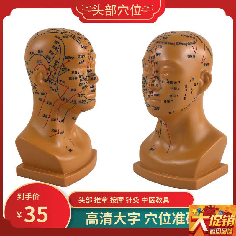 高清头部穴位模型针灸刻字v头模全脸面部假头腧穴14岁以上适用