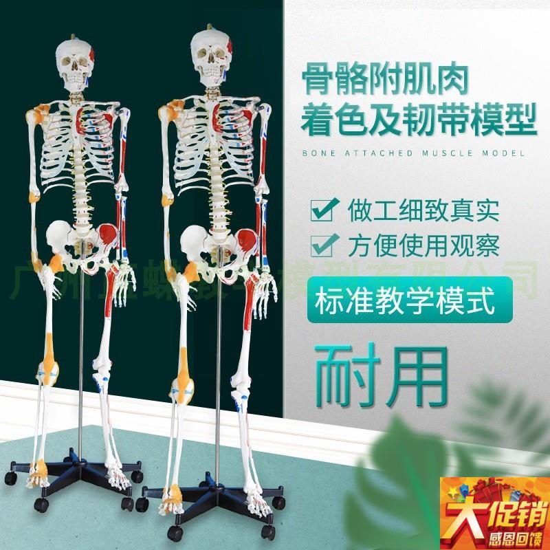 170cam人体骨骼模型骨架肌肉着色 韧带 成人小白骷髅全身教学 脊