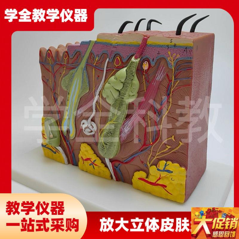 放大立体皮肤结构模型解剖人体模型组织层次构造医学W美容立体整