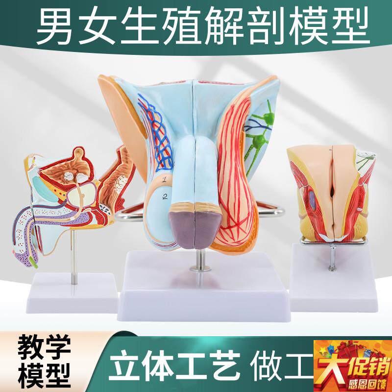 男性生殖器解剖 女性内外生殖器层次解剖模型Q 女性阴道子宫解剖