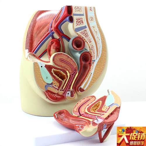ENOVO颐诺女性盆腔解剖模型 人体生殖I泌尿系统子宫妇科医学模型