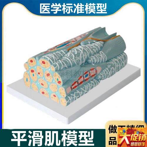 平滑肌模型 不随意肌 人体组t织微细结构 医用解剖 smooth muscle