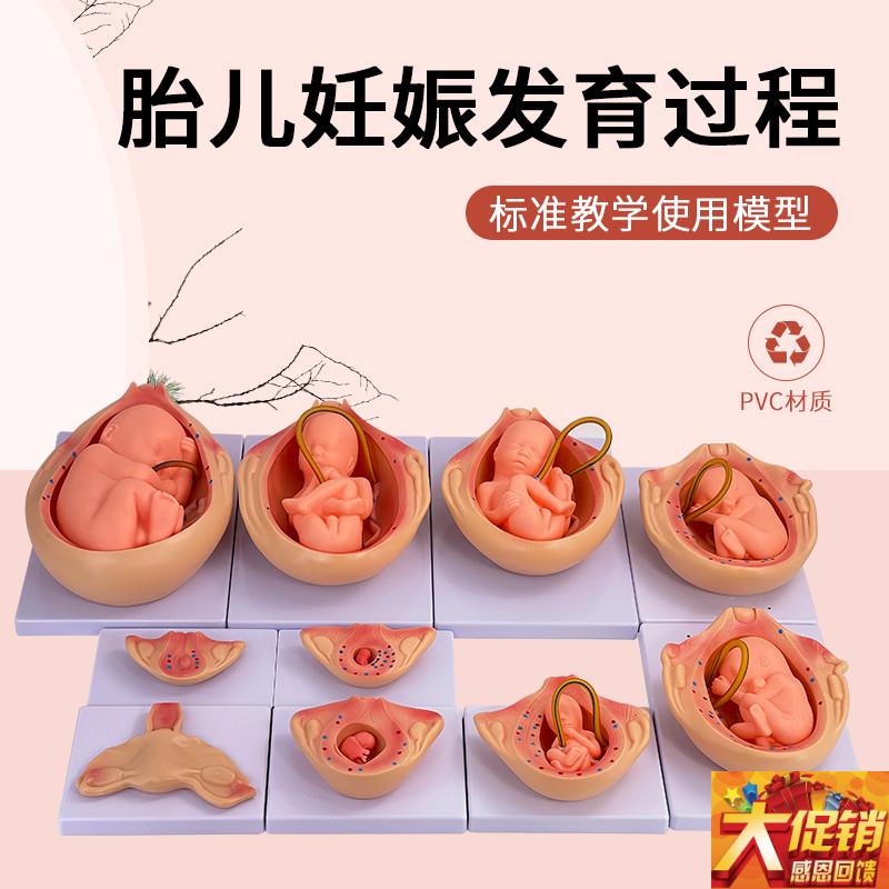计生模型正常胎儿妊娠发育s过程/胚胎妊娠过程模型 胎儿发育10个