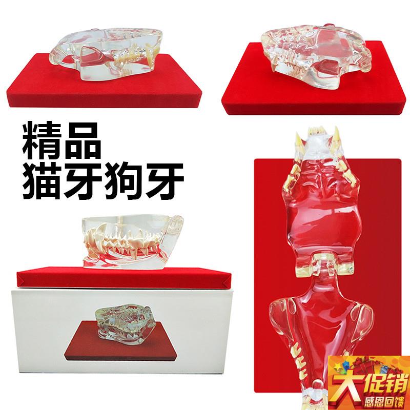 动物牙齿模型 猫牙口腔狗牙牙模口腔教学 儿O童玩具仿真小动物兽