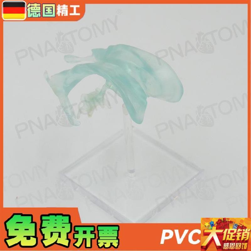 德国】医学人体大脑基地核脑x室杏仁脑丘脑中枢神经放大解剖模型