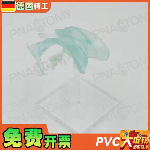 德国】医学人体大脑基地核脑x室杏仁脑丘脑中枢神经放大解剖模型