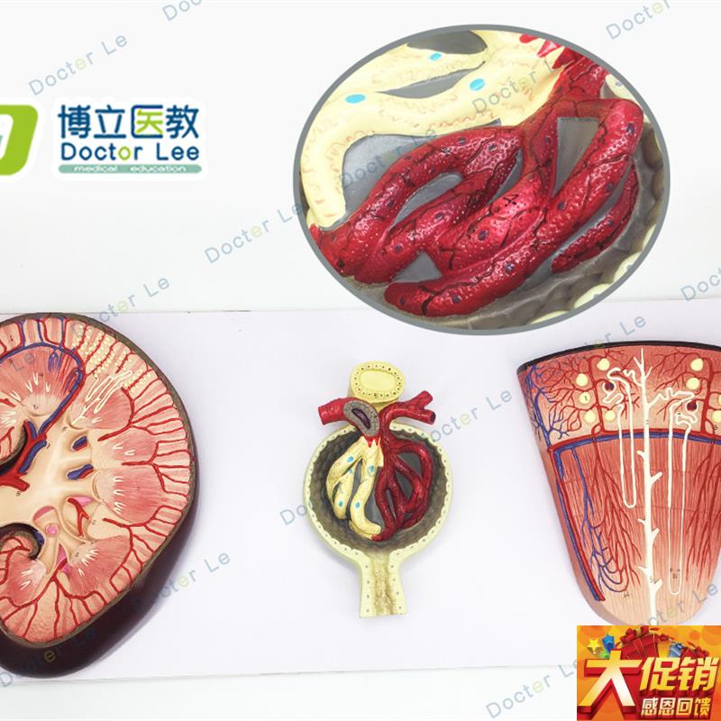 正品 肾与肾单位 肾小球模型 泌尿G系统解剖结构 人体肾脏模型