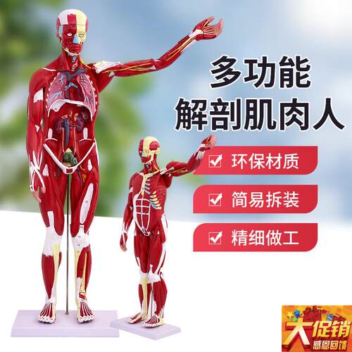 80CM人体全身肌肉模型内脏器A官解剖结构组织拆卸运动仿真医学教