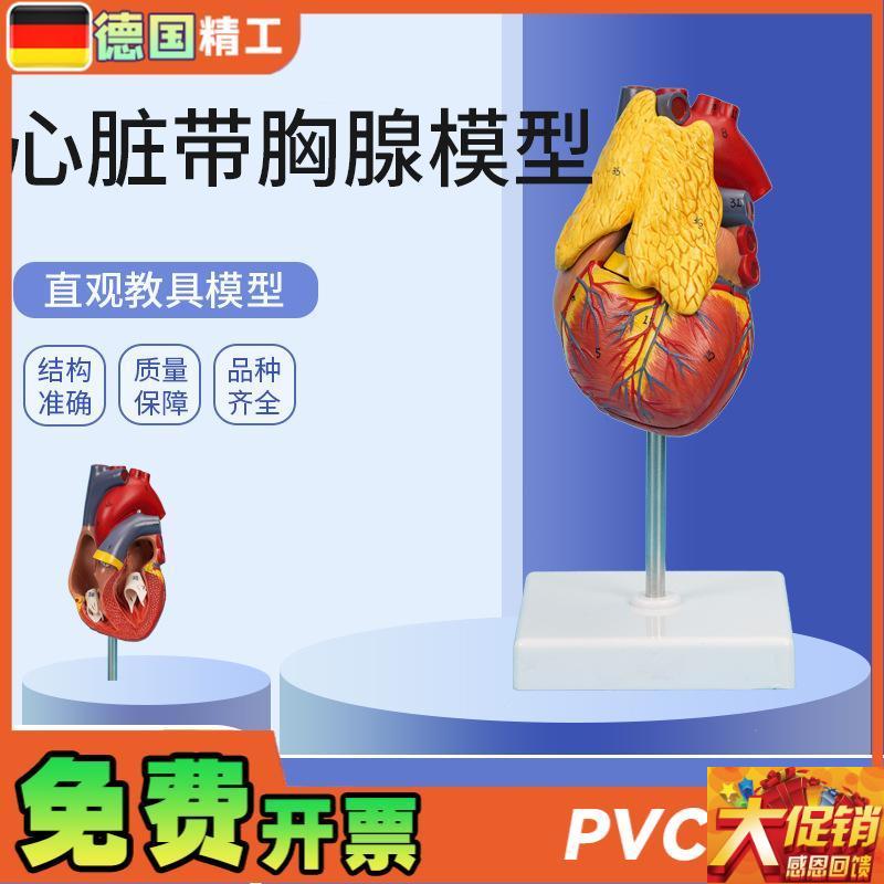 德国】PNT-0401心脏带胸腺模型 3H部件可拆卸教学模型仿真心脏带