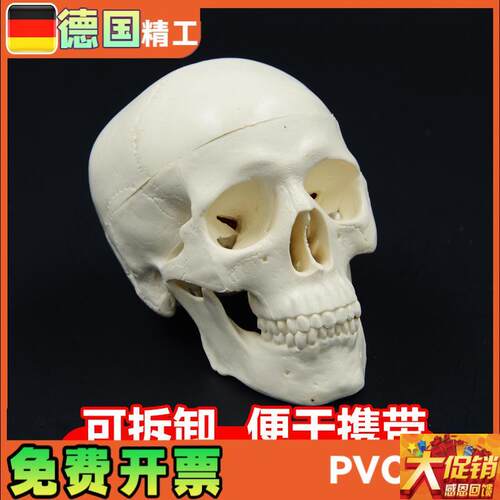 头骨模型艺术写生雕塑口腔学头颅骨教学可拆S塑料骷髅头美术用