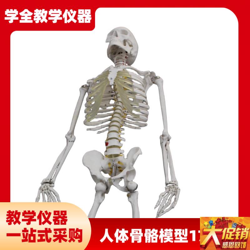 人体骨骼模型(170cqm)拆卸医用骨头全身骨骼小白肌肉解剖模型