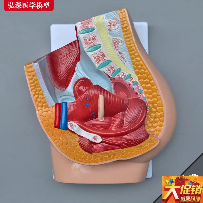 女性生殖系统g模型人体腹部盆腔矢状切面解剖医学教学模具妇产教