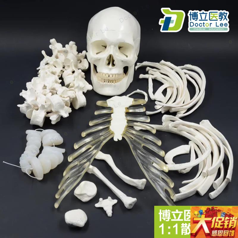 人体全身散骨模型 170CM真人仿真骨骼骨科骨架模V型艺用正骨教学