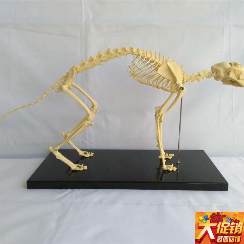 猫骨架动物骨骼动物骨架动物C犬科模型宠物兽医教学教具