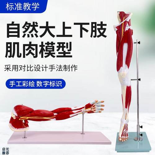 上肢手臂肌肉解剖下肢腿肢u肌肉附血管神经模型人体肌肉构造模型
