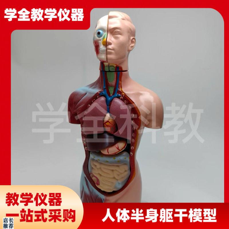 人体半身躯干模型65cmu器官内脏教学心脏解剖可拆卸结构医学玩具