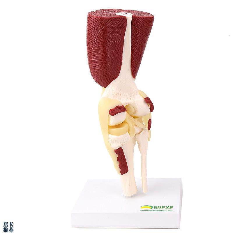 ENOVO颐诺人体膝关节肌肉群模型膝关节模型滑S车关节半月板交叉