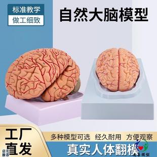高端医学教学神经科脑科人体大B脑解剖模型大脑模型脑分区模型