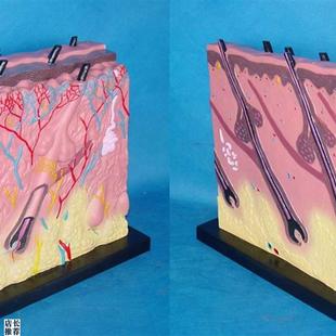 包邮人体皮肤放大解剖模型人c体医用教学讲解