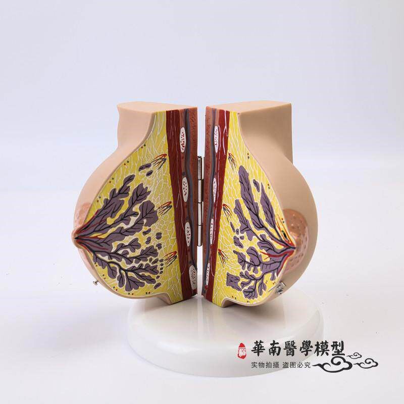 乳房模型胸模型胸部解剖模型静止期哺乳期女性Q乳房结构造教学医