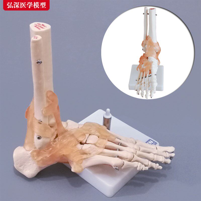 脚骨模型人体脚踝关节附韧带脚掌部骨骼结构足部S趾骨医学教学模