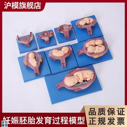 沪模HM/42005妊娠胚胎发育过程模型(8部件)展示胎儿十月妊娠发育