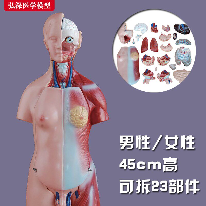 躯干模型人体内脏胸腹部器官解剖C男性女性心肝脾肺肾结构教学玩