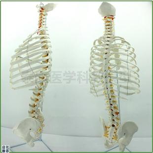 1比1胸骨模型胸腔肋骨脊t椎神经半身骨骼医用人体脊柱骨盆韧带上