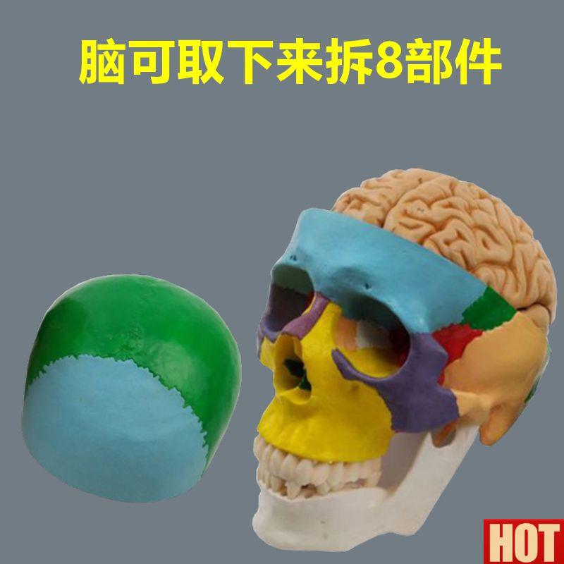 骨带脑模型可拆卸仿真1比1R颅骨结构神经外科医学教具口腔下颌骨