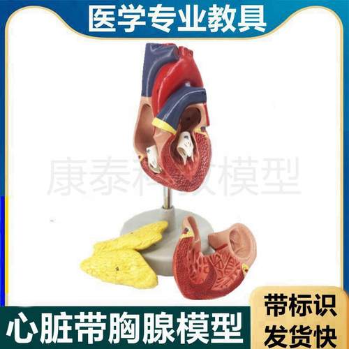 心脏模型胸腺可拆卸心血管心w室心房二尖瓣三尖瓣动静脉1比1人体