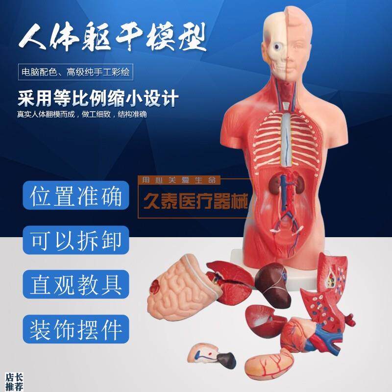 人体躯干模型人体内脏器官解剖中E小学生理教育解剖学内脏结构