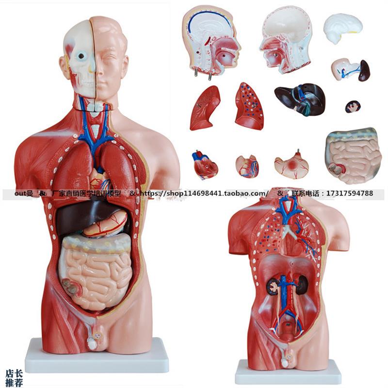 42cm男性人体躯干模型13件可拆分幼儿园/中小学T教学人体构造模型